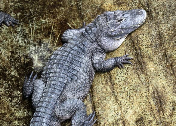 動物図鑑・ヨウスコウワニ